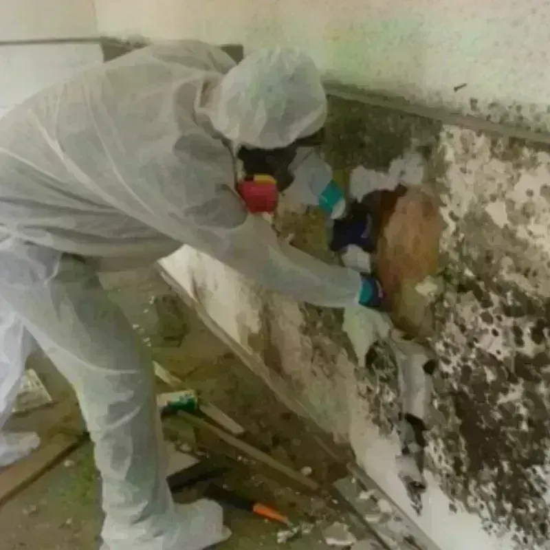 Mold Remediation and Removal in Dyersburg, TN